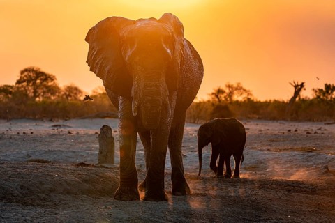 African elephant (Loxodonta africana) with young, sunset, Savuti, Chobe National Park, Botswana