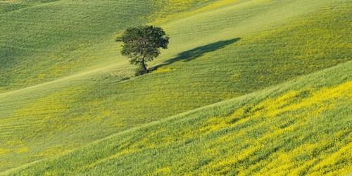 Mulberry tree (Morus) in a field with flowering yellow broom (Genista tinctoria), Tuscany, Italy