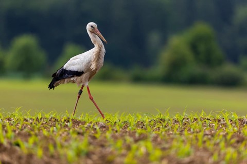 White stork (Ciconia ciconia), farmland, Göggingen, Sigmaringen district, Baden-Württemberg,