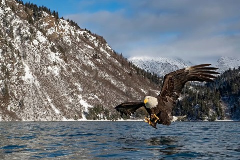 Bald Eagle (Haliaeetus leucocephalus) hunting, Alaska, USA