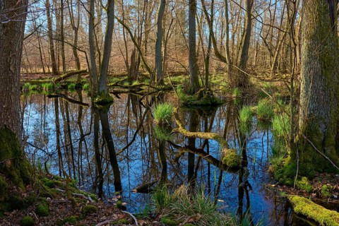 Riparian forest with clear water reflections and mossy tree trunks under high, bare trees, oak,