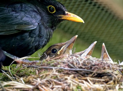 Blackbird, male and nestlings, young blackbirds (Turdus merula) in nest, Saxony, Germany