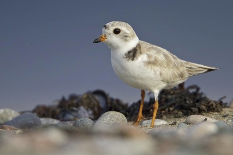 Piping Plover (Charadrius melodus), Newfoundland, Canada