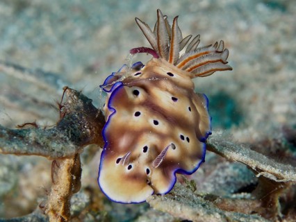 Brown nudibranch with blue edges, magnificent star snail (Hypselodoris tryoni), on an underwater