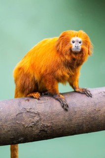 Golden lion tamarin (Leontopithecus rosalia), climbing on a tree, captive, Germany
