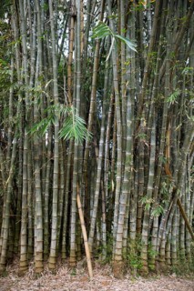 Giant Bamboo (Dendrocalamus giganteus) in the Royal Botanic Gardens, Kandy, Central Province, Sri