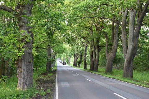 Oak avenue, oaks (Quercus robur) on the island of Rügen, Mecklenburg-Western Pomerania, Germany