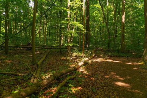 Tree fall on a hiking trail, UNESCO World Heritage Site and Hainich National Park, primeval forest,