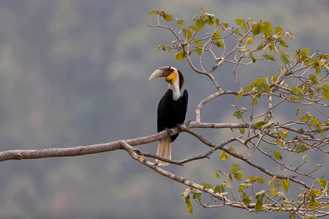 Wreathed Hornbill (Rhyticeros undulatus) male perched on a branch, Yunnan, China