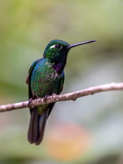Purple-bibbed whitetip (Urosticte benjamini), Mindo Forest Reserve, Mindo, Ecuador