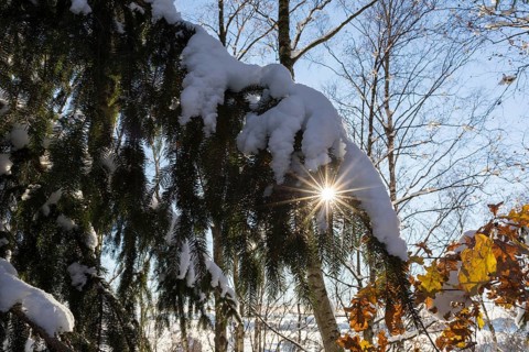 Snow-covered branch of a conifer with sun star, Erzgebirge, Saxony, Germany