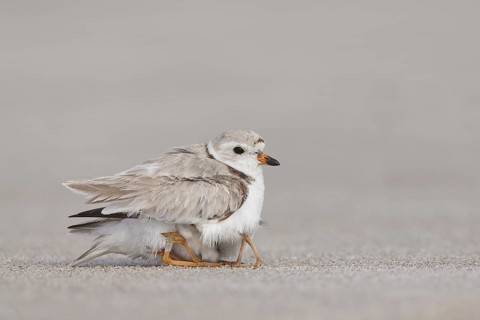 Piping Plover (Charadrius melodus) with chicks, Massachusetts, USA