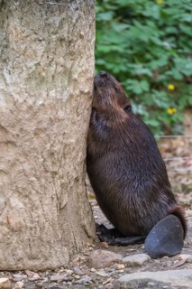 One North American beaver or Canadian beaver, Castor canadensis, gnawing on a tree and falling