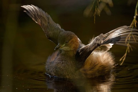 Little grebe (Tachybaptus ruficollis), with spread wings, captive, Alpenzoo Innsbruck, Tyrol,