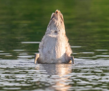 Mute swan (Cygnus olor) young bird basking in a pond, head and neck under water, Thuringia, Germany