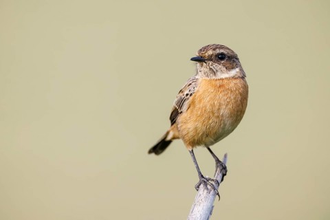 Schwarzkehlchen, Saxicola rubicola European Stonechat, Saxicola rubicola
