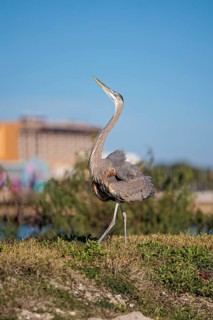 Great Blue Heron (Ardea herodias) with ruffled feathers doing a mating dance on the bank of a canal