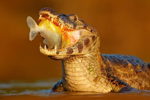 Crocodile catch fish in river water, evening light. Yacare Caiman, crocodile with fish in open