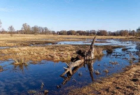 Dead wood in the wetland area near Mieste in the UNESCO Drömling Biosphere Reserve in the Altmark