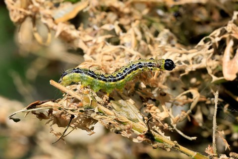 Box tree moth (Cydalima perspectalis), caterpillar, feeding on boxwood, clear feeding, Ellerstadt,