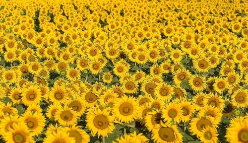 Sunflower (Helianthus annuus) field in the morning, Franconia, Bavaria, Germany