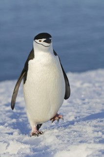 Chinstrap Penguin (Pygoscelis antarcticus), Antarctica