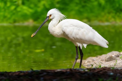 A white spoonbill with a long beak stands on the bank of a green pond, spoonbill, spoonbill