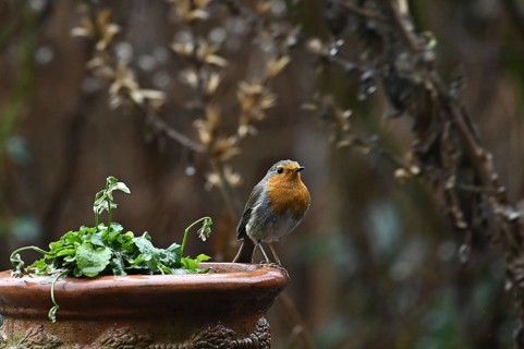 Robin (Erithacus rubecula) on a bowl of flowers, Bavaria, Germany