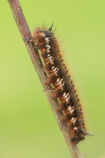 Drinker moth (Euthrix potatoria), caterpillar, North Rhine-Westphalia, Germany