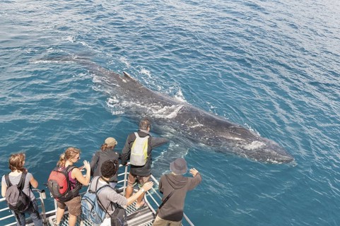 People on boat watching Humpback whale (Megaptera novaeangliae), Hervey Bay, Queensland, Australia