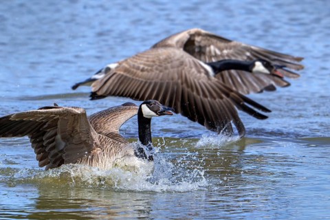 Two Canada geese, Canadian goose (Branta canadensis) landing in lake