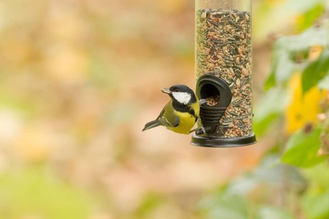 The great tit (parus major) eats seeds from the feeder. Bad Salzschlirf, Hessen, Germany