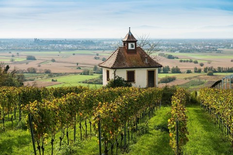 Chapel in the vineyards, Blankenhornsberg, near Ihringen, Kaiserstuhl, Baden-Württemberg, Germany