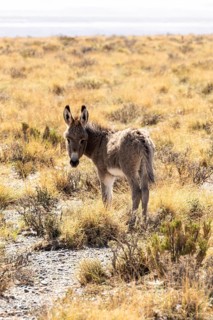 Domestic donkey (Equus asinus asinus), Laguna Blanca, Catamarca Province, Argentinien