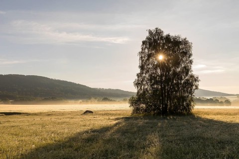 Morning fog with sun through a birch tree (Betula) in the Oberlausitzer Bergland near Cunewalde,