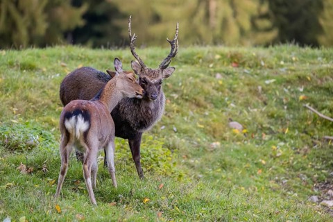 Deep affection. A Japanese sika deer (Cervus nippon nippon) doe cuddles intensely with a stag