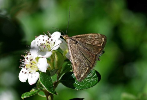 Beet borer (Loxostege sticticalis), butterfly, The beet borer sucks nectar from a flower