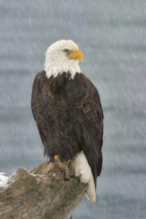 Bald Eagle (Haliaeetus leucocephalus), Alaska, USA