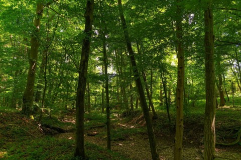 Dried-up watercourse and tree fall in the UNESCO World Heritage Site and Hainich National Park, Bad