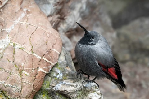 Wallcreeper (Tichodroma muraria), sitting in a rock face, Alpine Zoo, Innsbruck, Tyrol, Austria