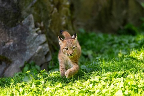 Eurasian lynx (Lynx lynx) youngster on a meadow, Bavaria, Germany