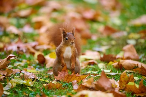 Eurasian squirrel (Sciurus vulgaris), standing in a meadow full of autumn leaves,