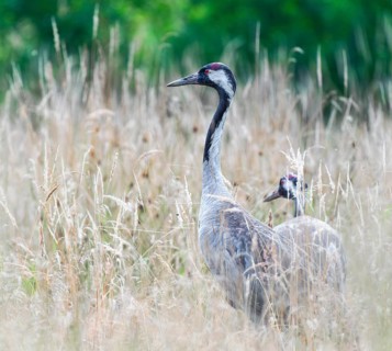 Cranes (Grus grus) standing in a high meadow, Lower Saxony, Germany