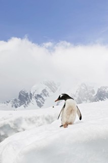 Gentoo Penguin (Pygoscelis papua), Antarctica