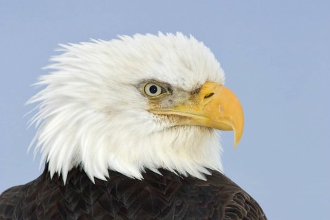 Bald Eagle (Haliaeetus leucocephalus), Alaska, USA