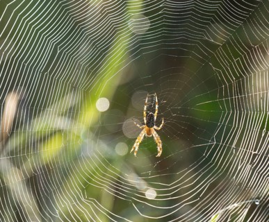 Cross spider (Araneus) sitting in a spider web, Lower Saxony, Germany