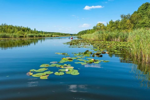 Water lilies bloom in the water lily paradise at Granzower Möschen, Mirow, Mecklenburg Lake