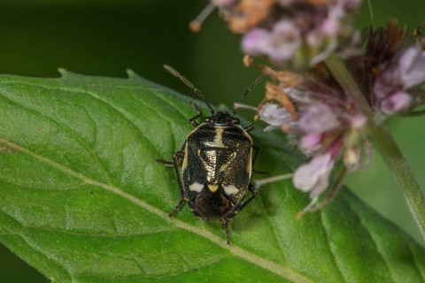Close-up of a cabbage bug (Eurydema oleracea) with white details on a green leaf,