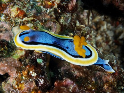 A blue and yellow nudibranch, Elisabeth's Chromodoris (Chromodoris elisabethina), moving across a