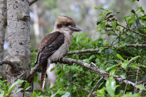 Laughing Kookaburra (Dacelo novaeguineae), New South Wales, Australia
